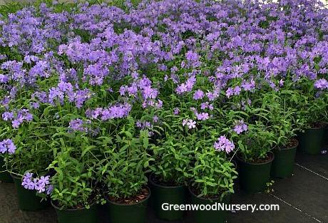 Native Woodland Plants