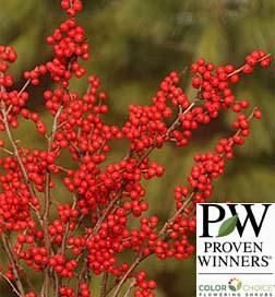 Food Plot Plants