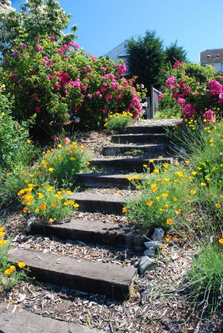 Coastal Garden Plants