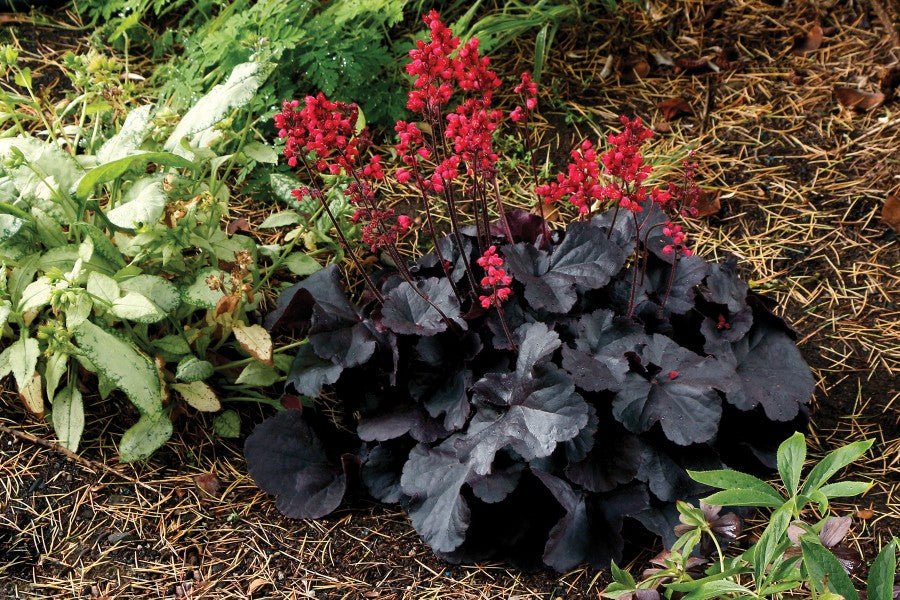 Heuchera
