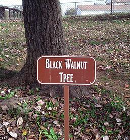 Plants That Grow Under Black Walnut Trees