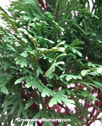 Evergreen Shrubs