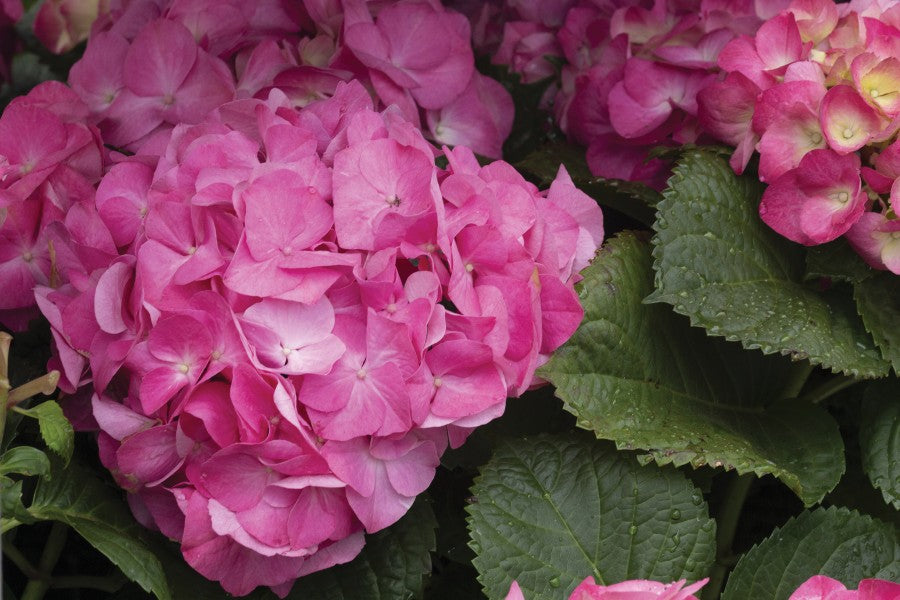 Hydrangea Shrubs