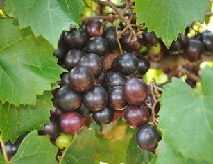 Fruit Trees