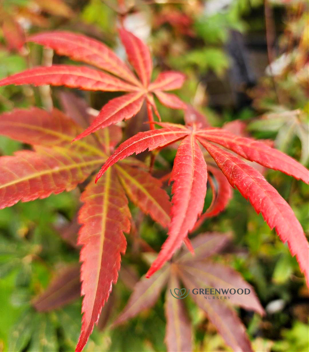 Maple Trees