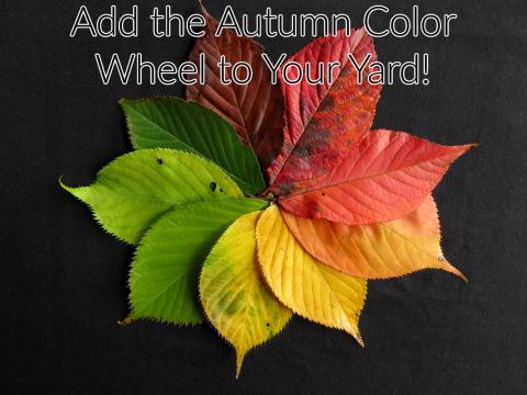 Fall Color Plants
