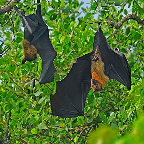Bat Garden Plants