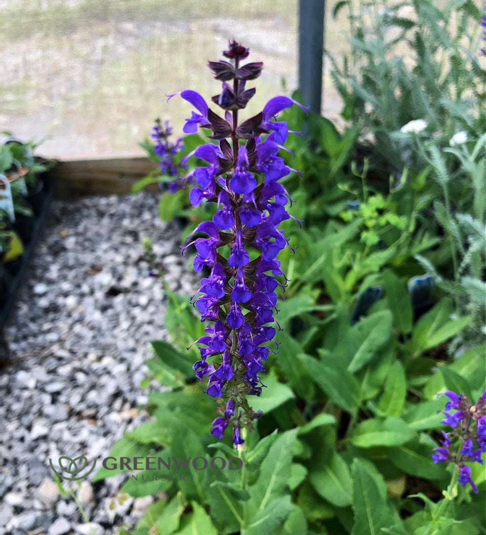 Salvia