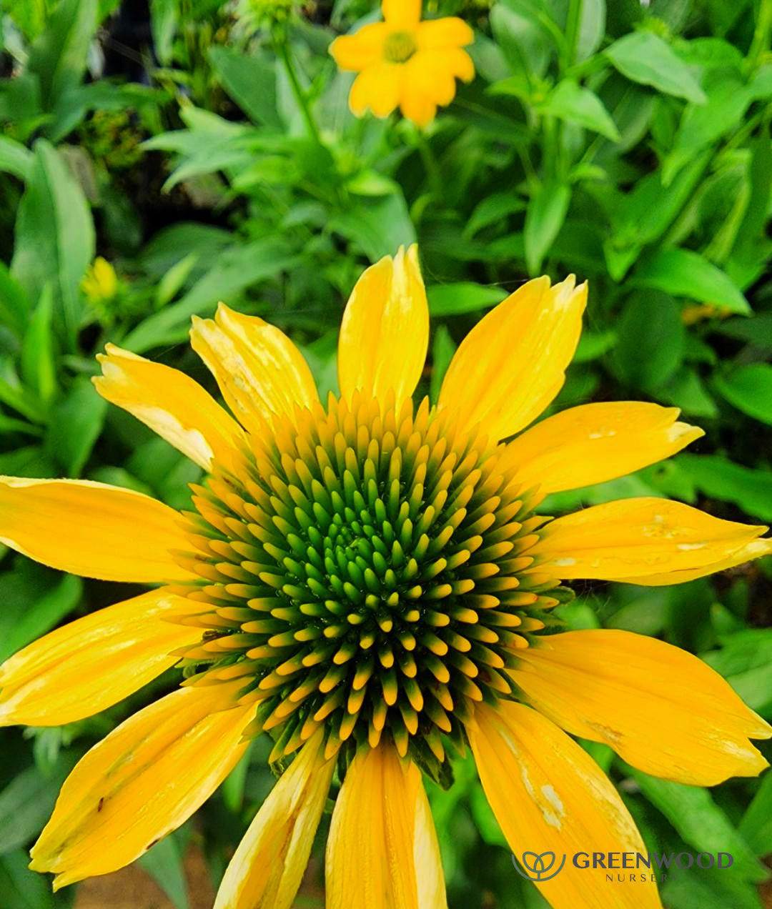 Echinacea