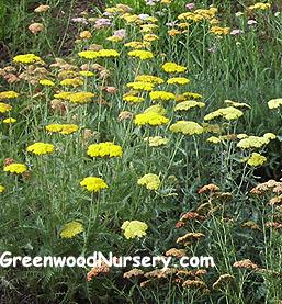 Shade Perennial Plants