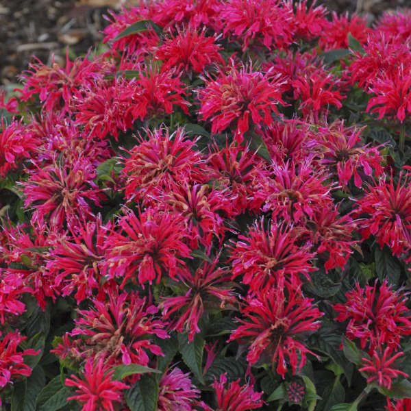 Monarda