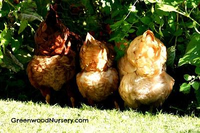 Plants Safe For Chicken Yards