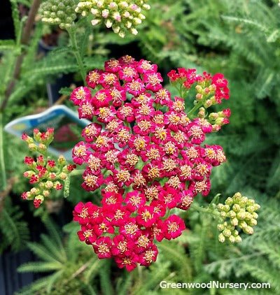 Yarrow