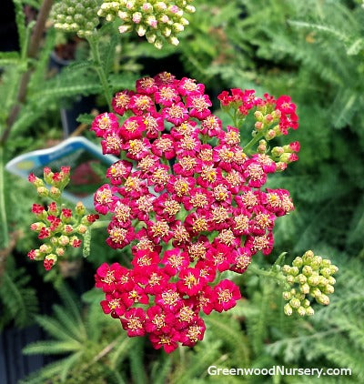 Yarrow
