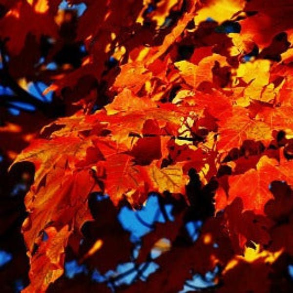 Drought Tolerant Trees