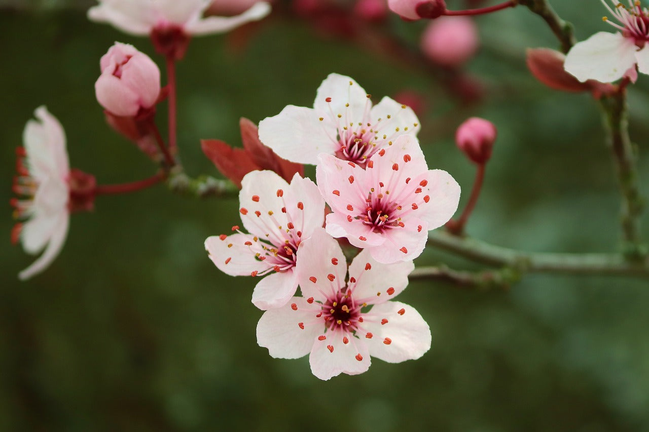 Cherry Blossom Trees