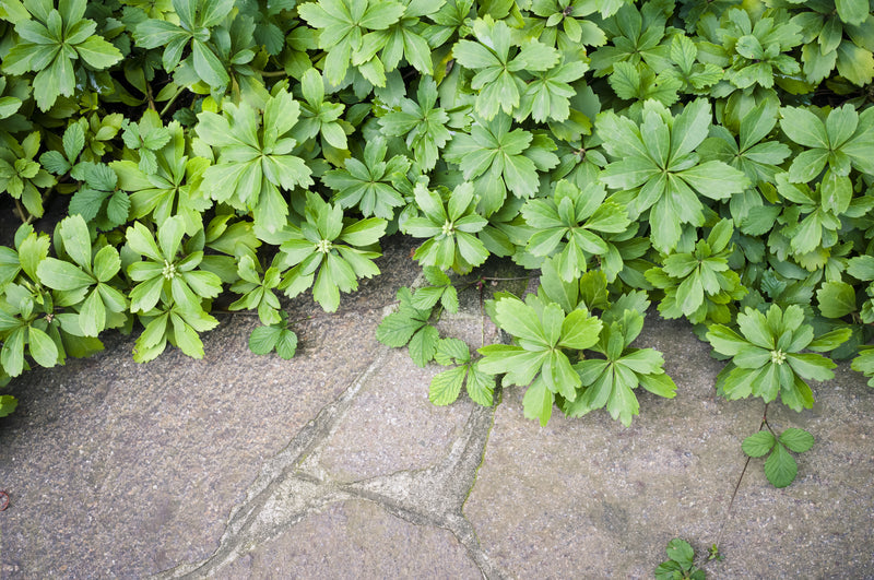 Pachysandra