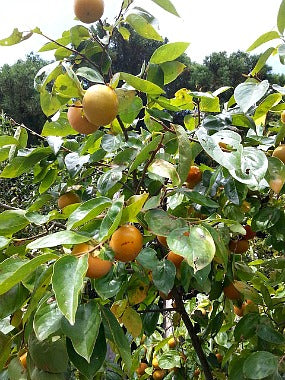 Container Grown Trees