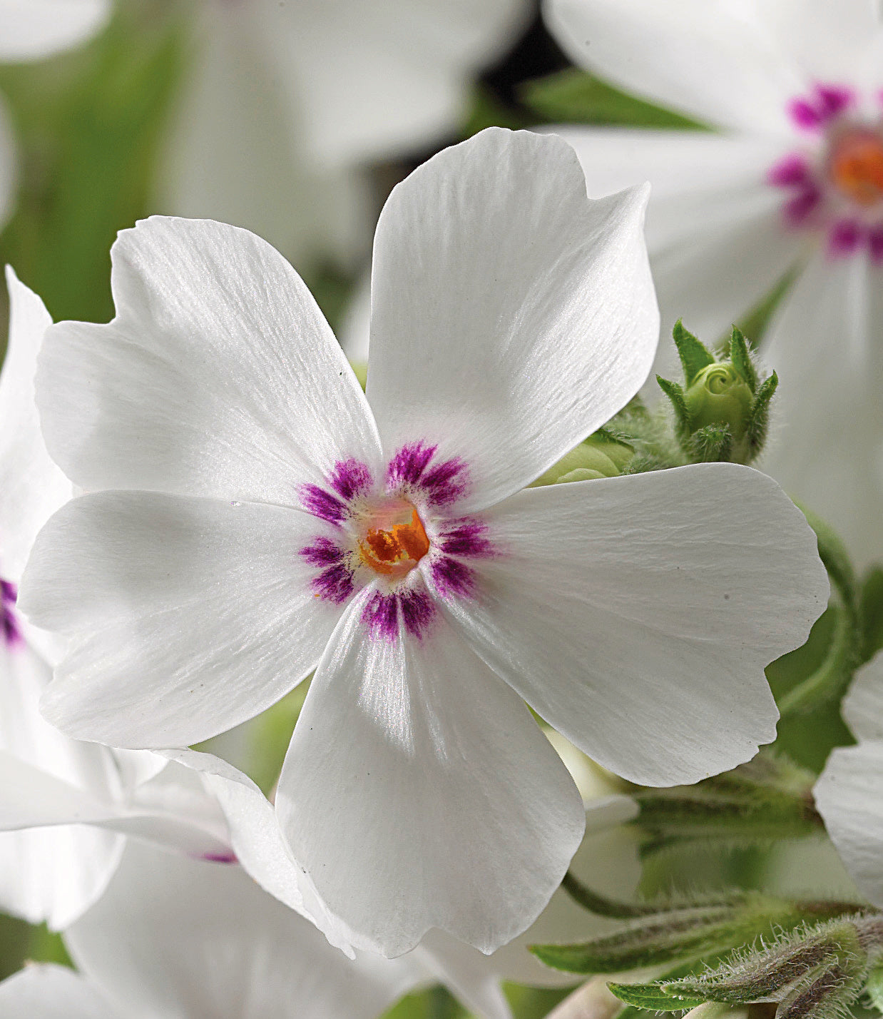 Evergreen Perennials