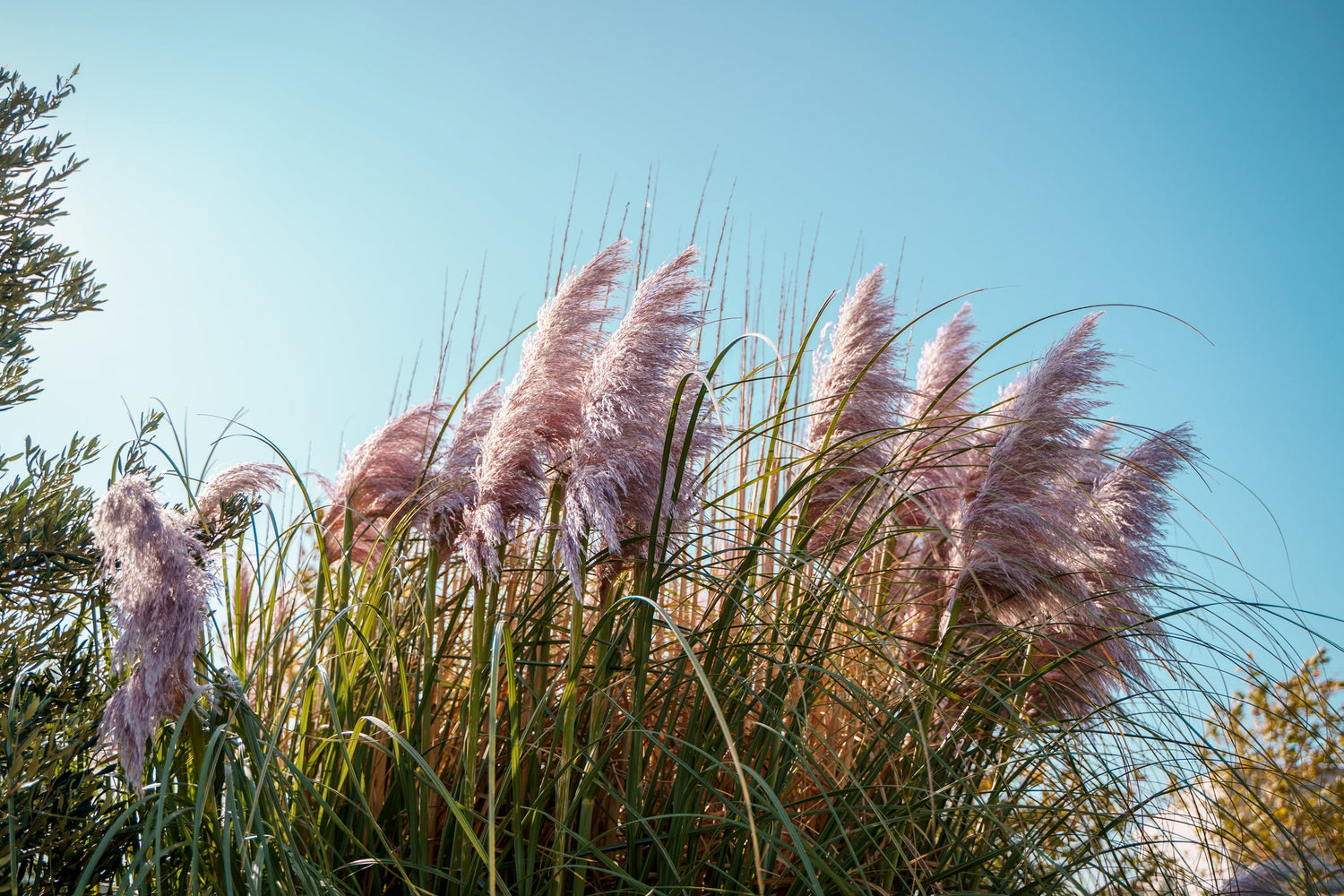Ornamental Grasses