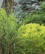 Landscaping Trees And Shrubs