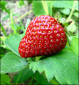 Strawberry Plants