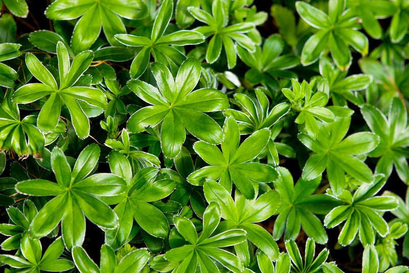 Herb Plants