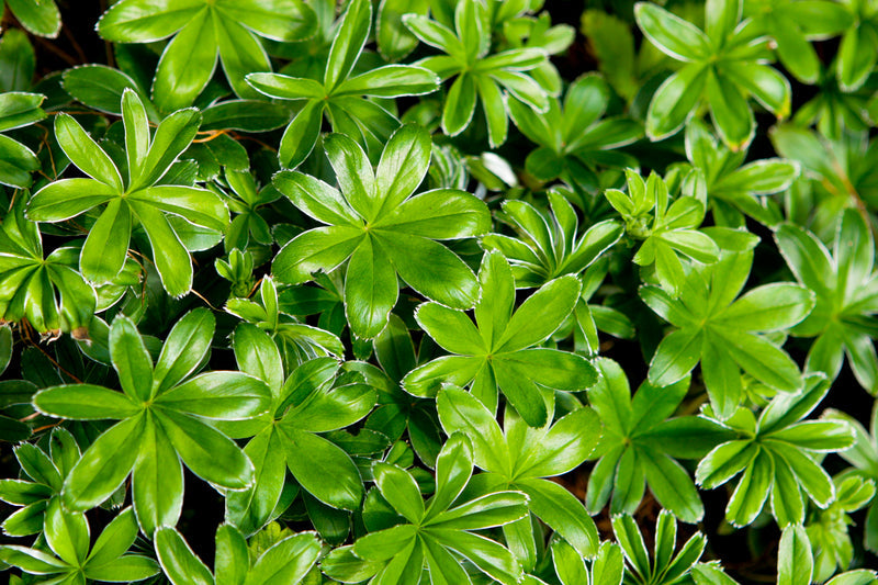 Herb Plants