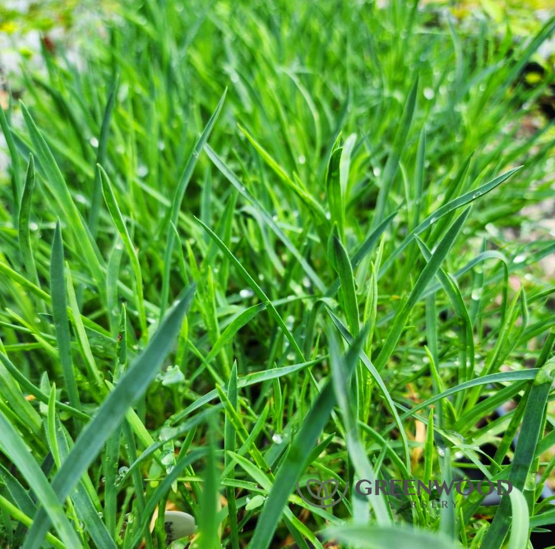 Dianthus
