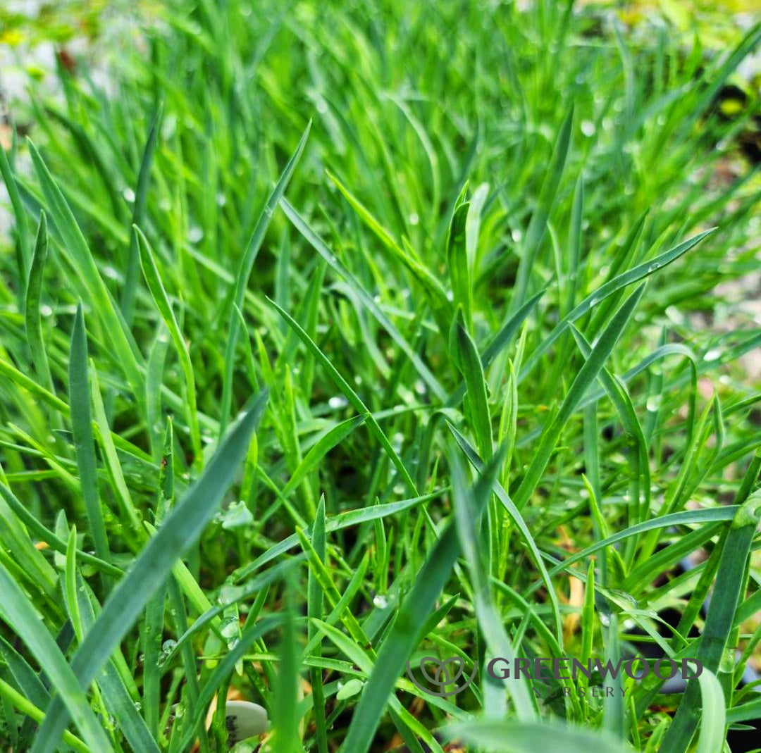 Dianthus