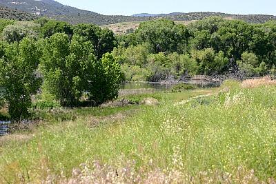 Plants that can handle Arizona's planting conditions.