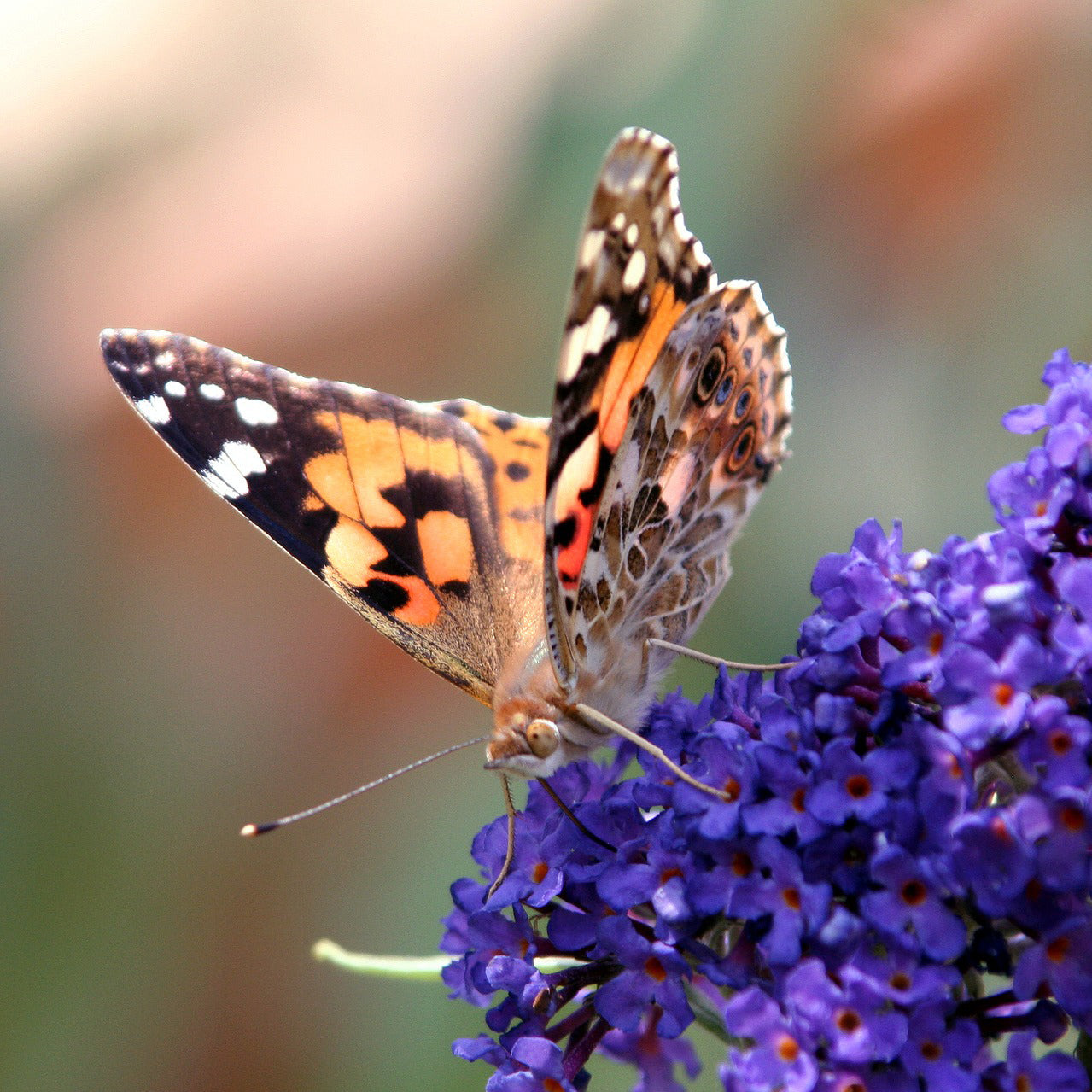 Butterfly Bushes