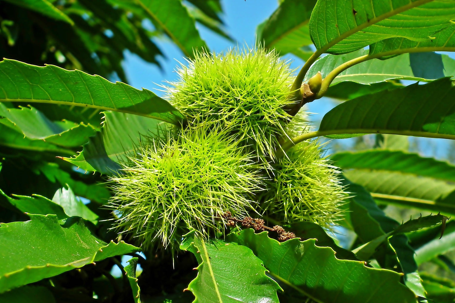 GSP Nut Trees