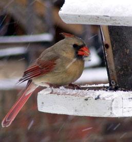 Plants To Attract Birds To Your Yard For Winter