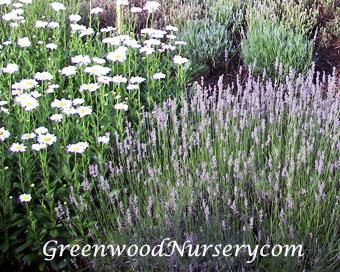 Drought Tolerant Plants