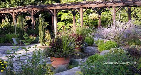 Rock Garden Plants
