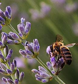Plants That Attract Bees