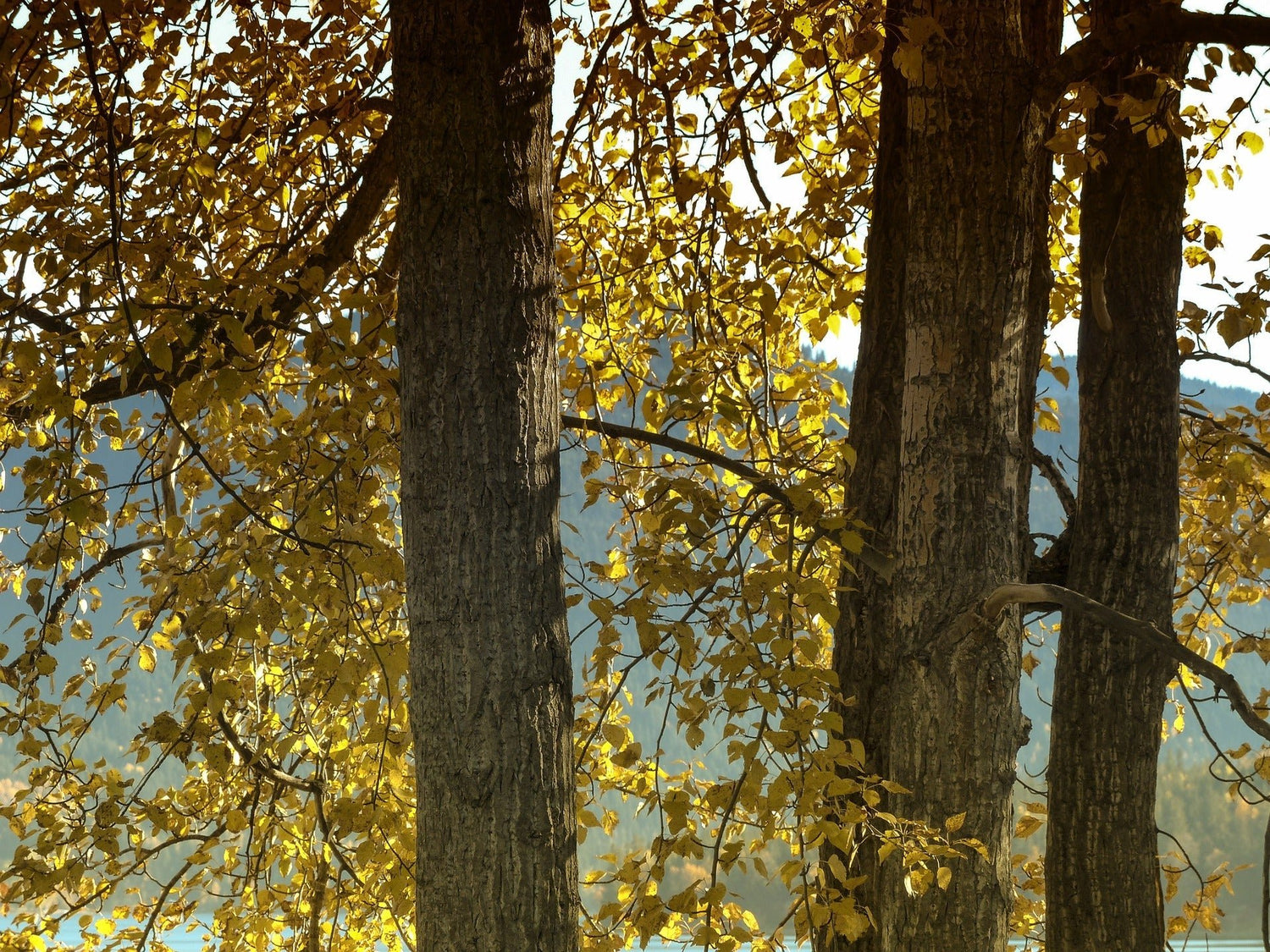 Privacy Trees