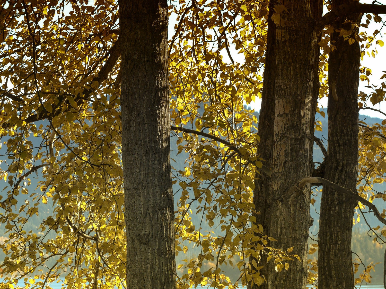 Privacy Trees