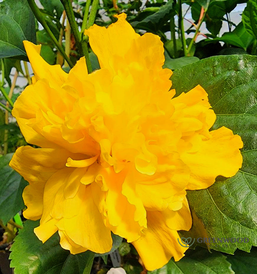 Hibiscus