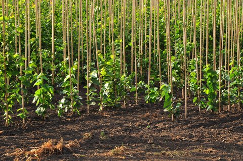 Fast Growing Trees