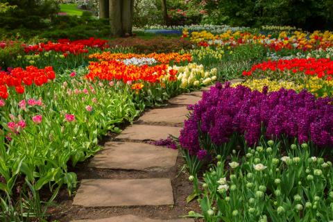 Border And Lawn Edging Plants