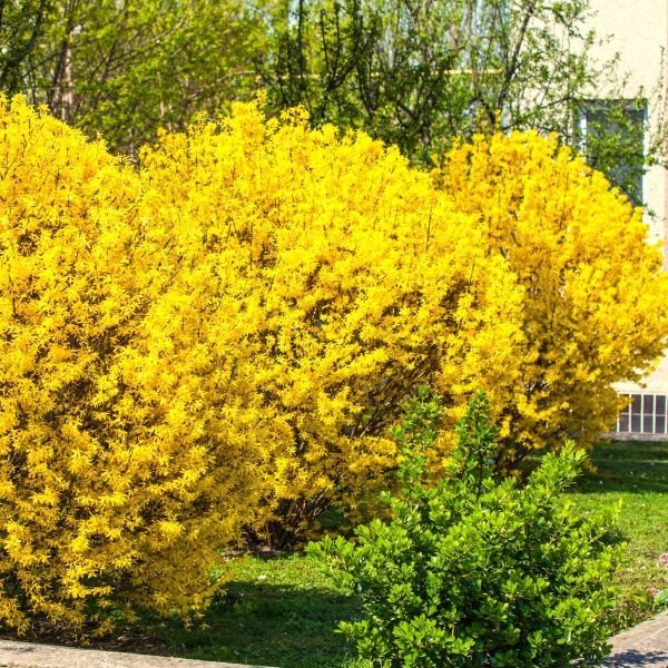 Erosion Control Shrubs