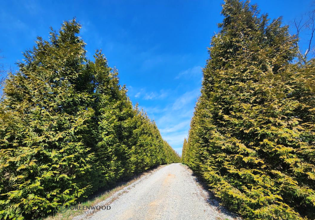 Evergreen Trees