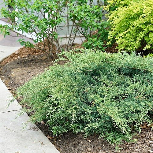 Boxwood Alternatives