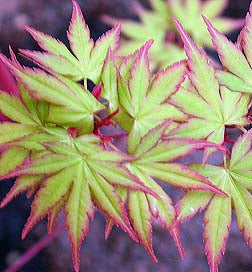 Japanese Maples