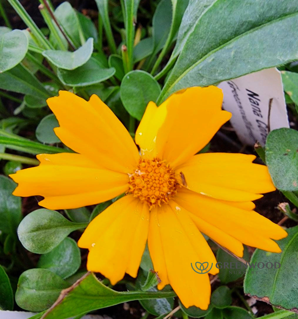 Coreopsis