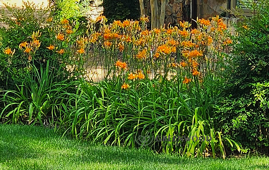 Daylilies