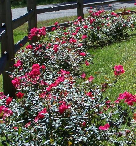 Fragrant Plants