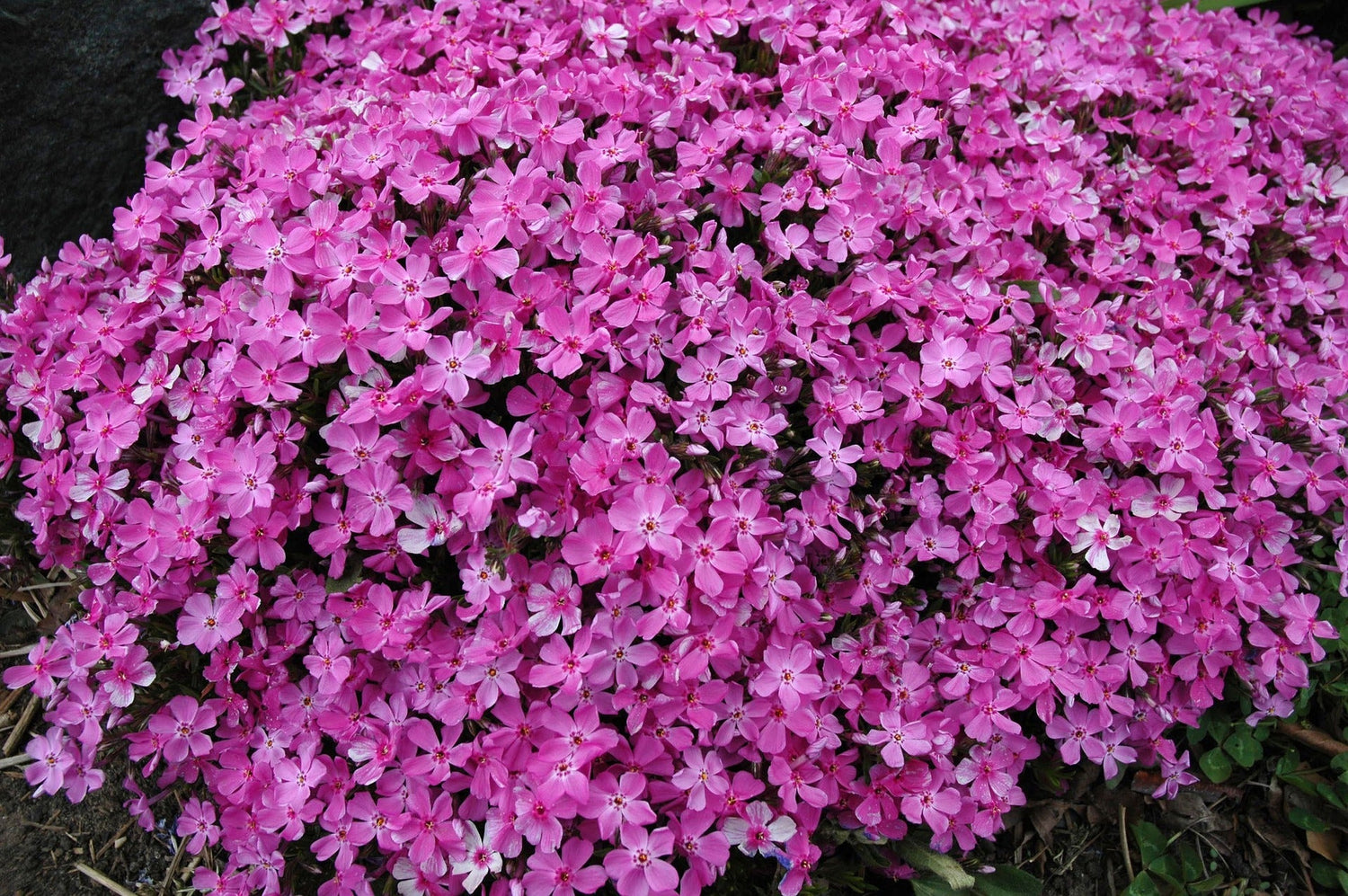 Creeping Phlox